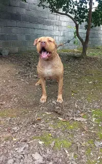 فروش پیتبول نر۲ساله