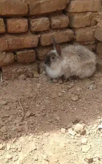 خرگوش خاکستری