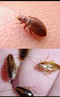 سمپاشی سم‌ پاشی(سوسک ساس موریانه)اطمــینان