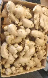 زنجبیل و زردچوبه تازه درجه 1