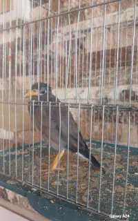 جوجه مرغ مینا دو ماه.کامل دستی