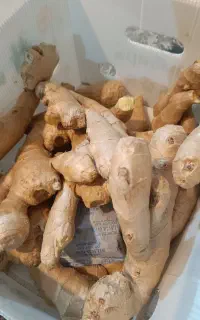 زنجبیل تازه درجه یک چینی آبدار