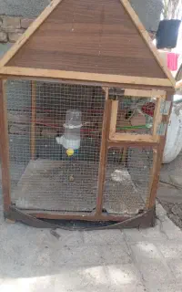 قفس ومرغ عشق