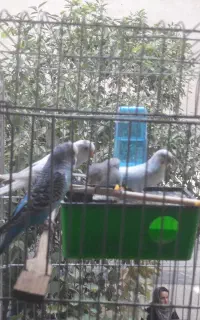 مرغ عشق