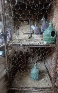 کفترپلاکی بورمگس