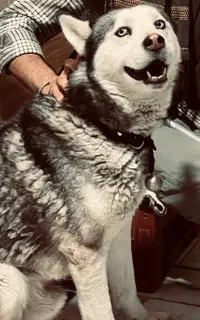 فروش هاسکی