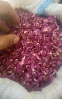 خشک گل محمدی