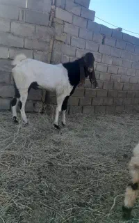 نربز گلابی  اصل