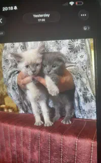 گربه