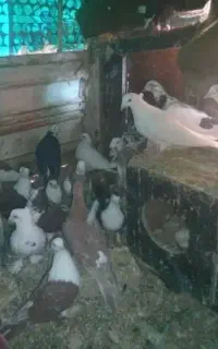 تعدادی کبوتر