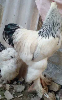 سلام تخم برهما نطفه دار