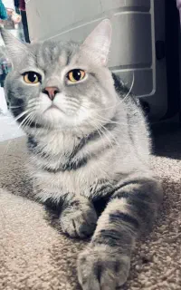 گربه اسکاتیش