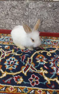 خرگوش