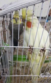 عروس هلندی نروماده