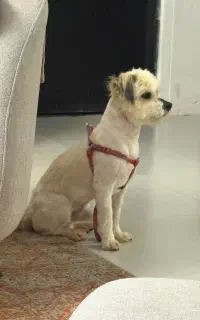 سگ شیتزو تریر