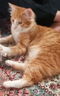 واگذاری کاملا رایگان