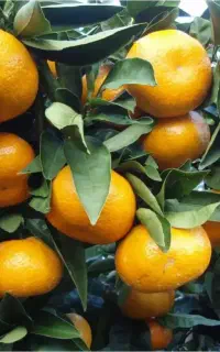 نارنگی فله