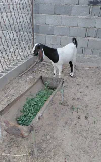 گتاج دورگ گلاب سه قلو