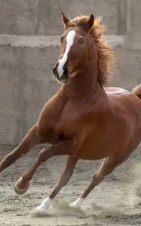فروش مادیان فروش اسب اصیل کرد اسب کرد خرید مادیان
