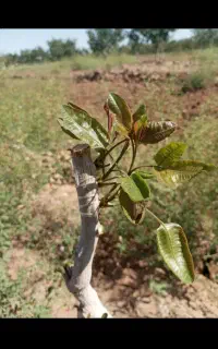 پیوند درخت پسته