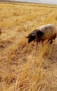 قوچ‌‌‌‌...زوله ای