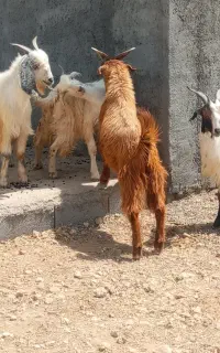 کهره ای نر چاق گوشتی