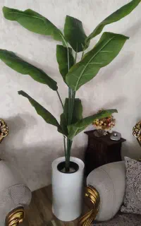 درختچه موز