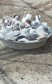 کفتر پرشی