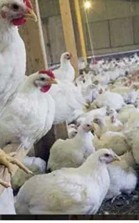 سلام فروش مرغ گوشتی