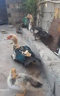اردک خارجی
