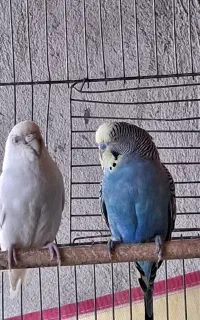 یک جفت مرغ عشق بالغ و تخم گذار