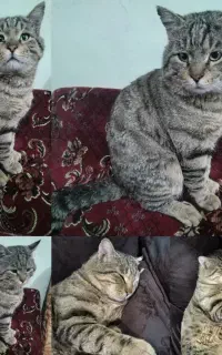 گربه