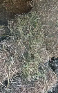 یونجه چین اول بدون علف