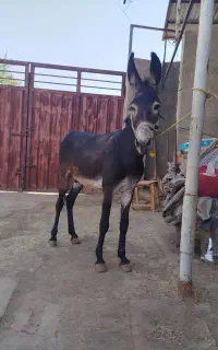 خریدم فروش