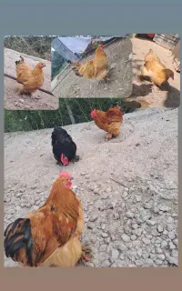 مرغ و خروس کوشین