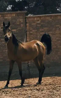 اسب وپانسیون ونگهداری اسب