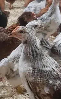 جوجه دوماهه وزن بالا