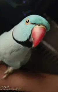گمشده
