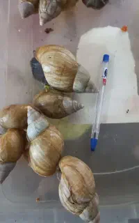 فروش و واگذاری حلزون بالغ