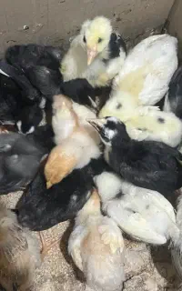 جوجه ی محلی