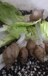 ۹ تا حلزون سالم و بازیگوش