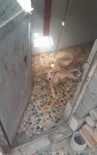 عروسک سگ