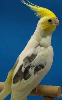 عروس هلندی گم شوده
