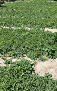 نشا گوجه فرنگی