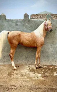 اسب نریون