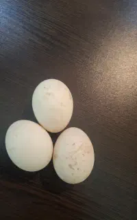 تخم اردک