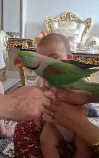 گم شده شاه طوطی پرنده
