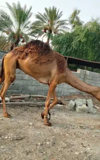 ۶مایه ای  یکی زارغ