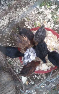 جوجه گلپایگانی
