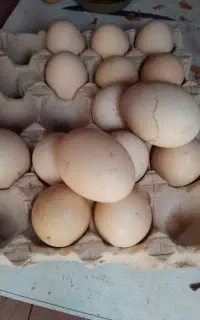 تخم برهما لایت  اصیل نطقه دار